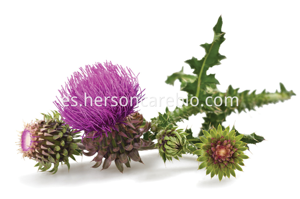 Milk Thistle Extract (2)